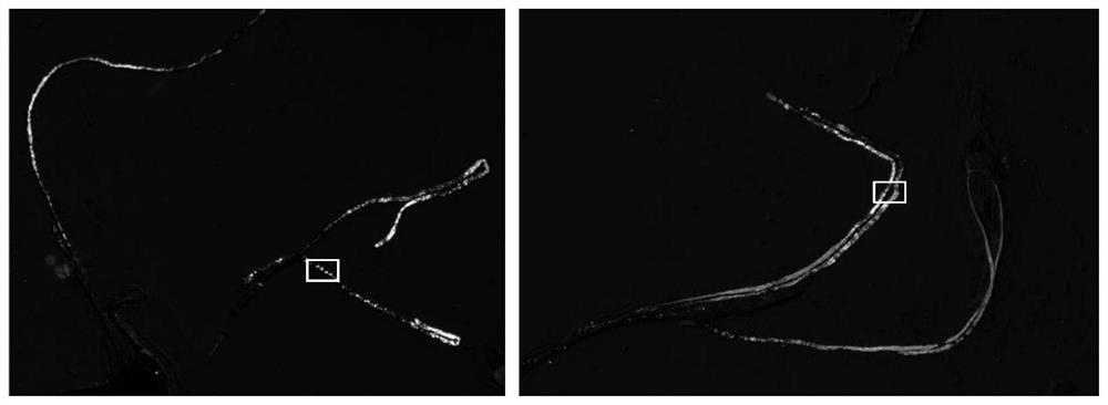 Polysaccharide of aspidopterys obcordata and application thereof