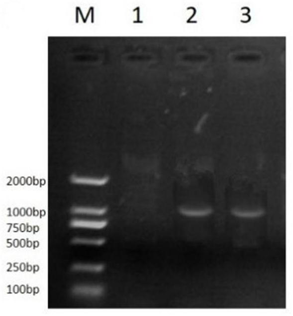 Application of ZmHIR3 protein or coding gene thereof in regulation and control of maize rough dwarf virus resistance