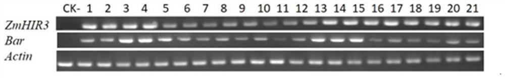 Application of ZmHIR3 protein or coding gene thereof in regulation and control of maize rough dwarf virus resistance