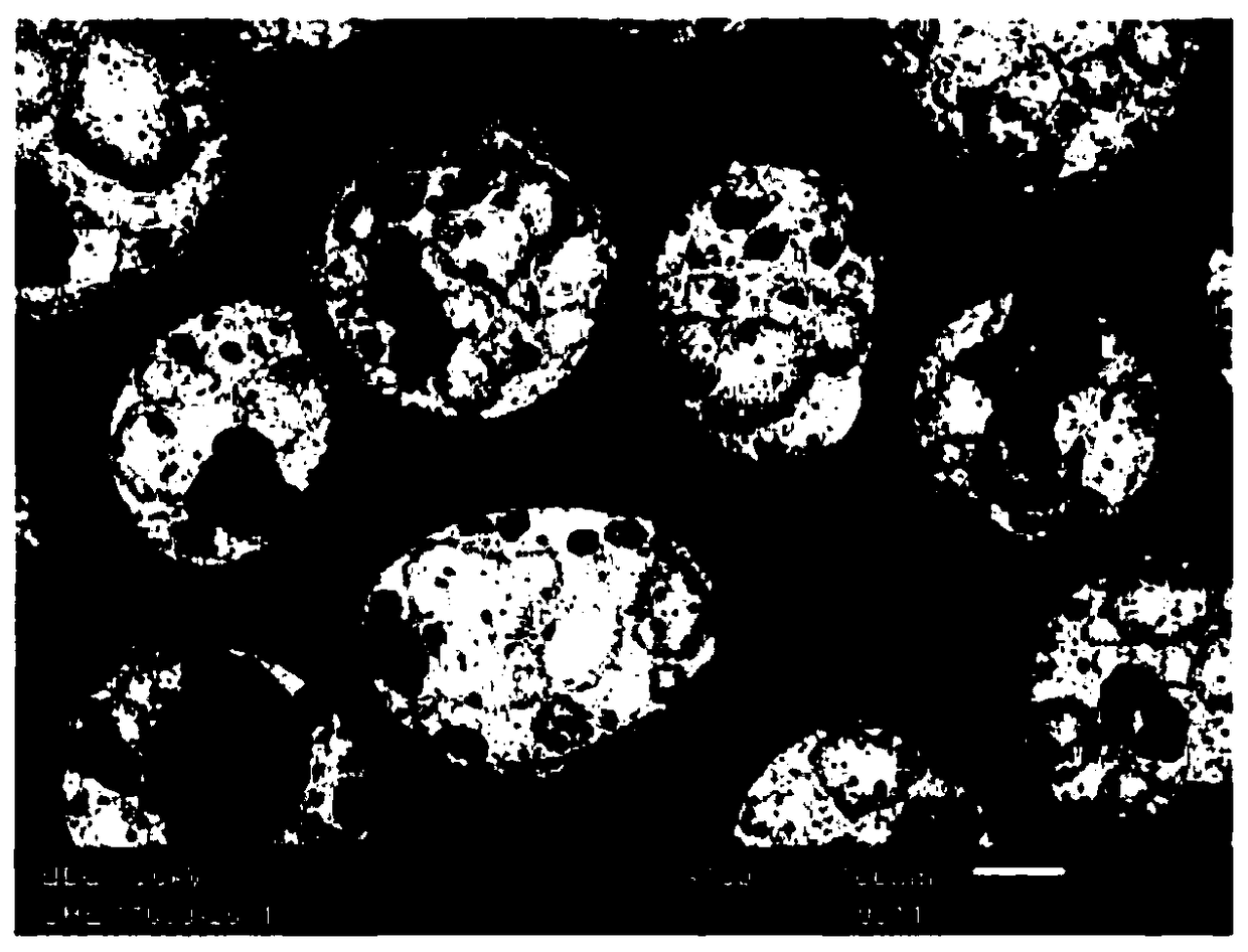 Core-shell particles for use as filler for feeder compositions