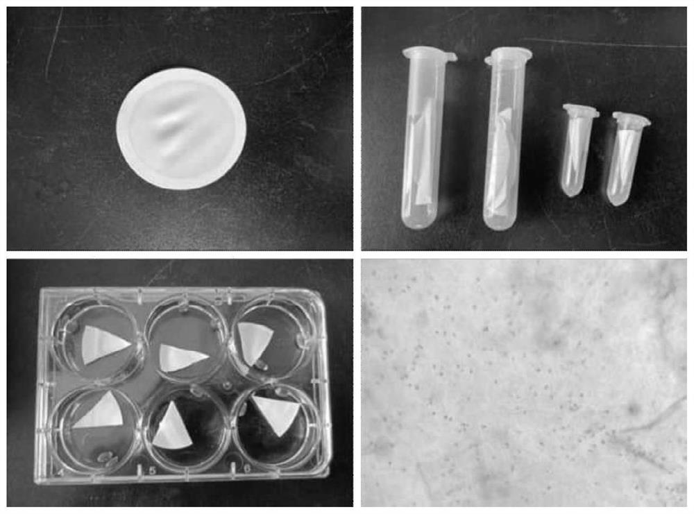 Method for long-term conservation and rapid recovery of reniform worm strains