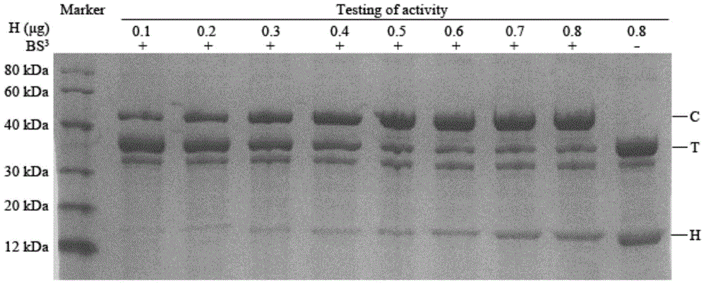 Method of determining anti-thrombin activity of hirudin