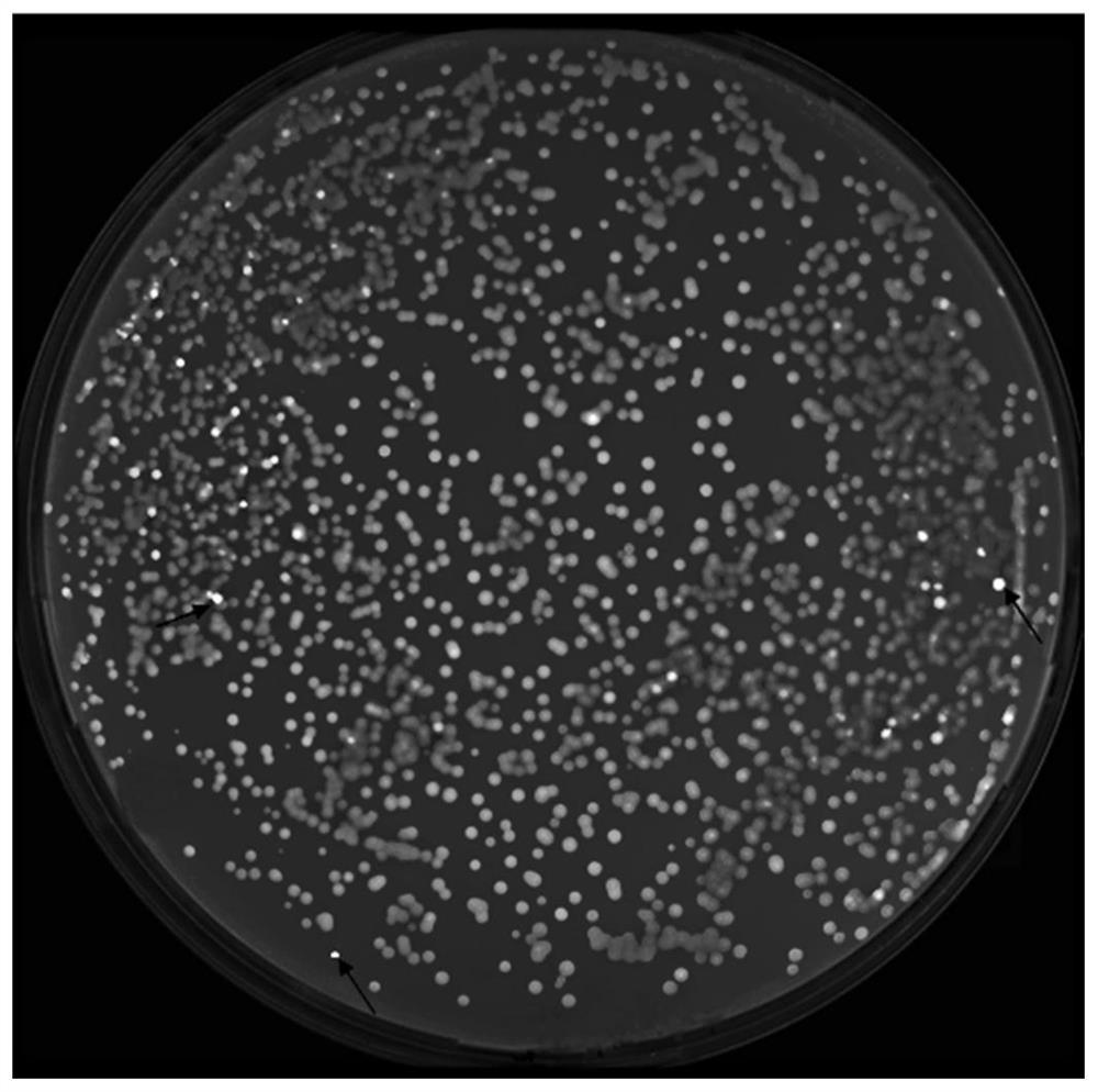 Mutant of glutamate dehydrogenase gene promoter and application thereof