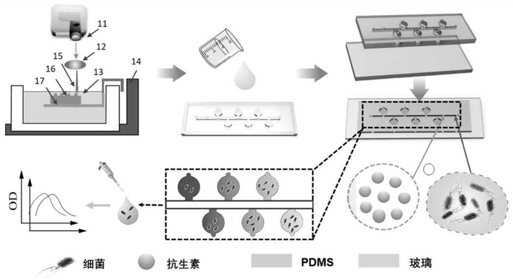 Concentration gradient chip and method for detecting drug sensitivity of bacteria