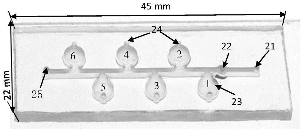 Concentration gradient chip and method for detecting drug sensitivity of bacteria