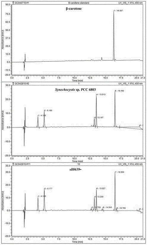 Application of sll0659 gene to synthesis of synechocystis carotenoids