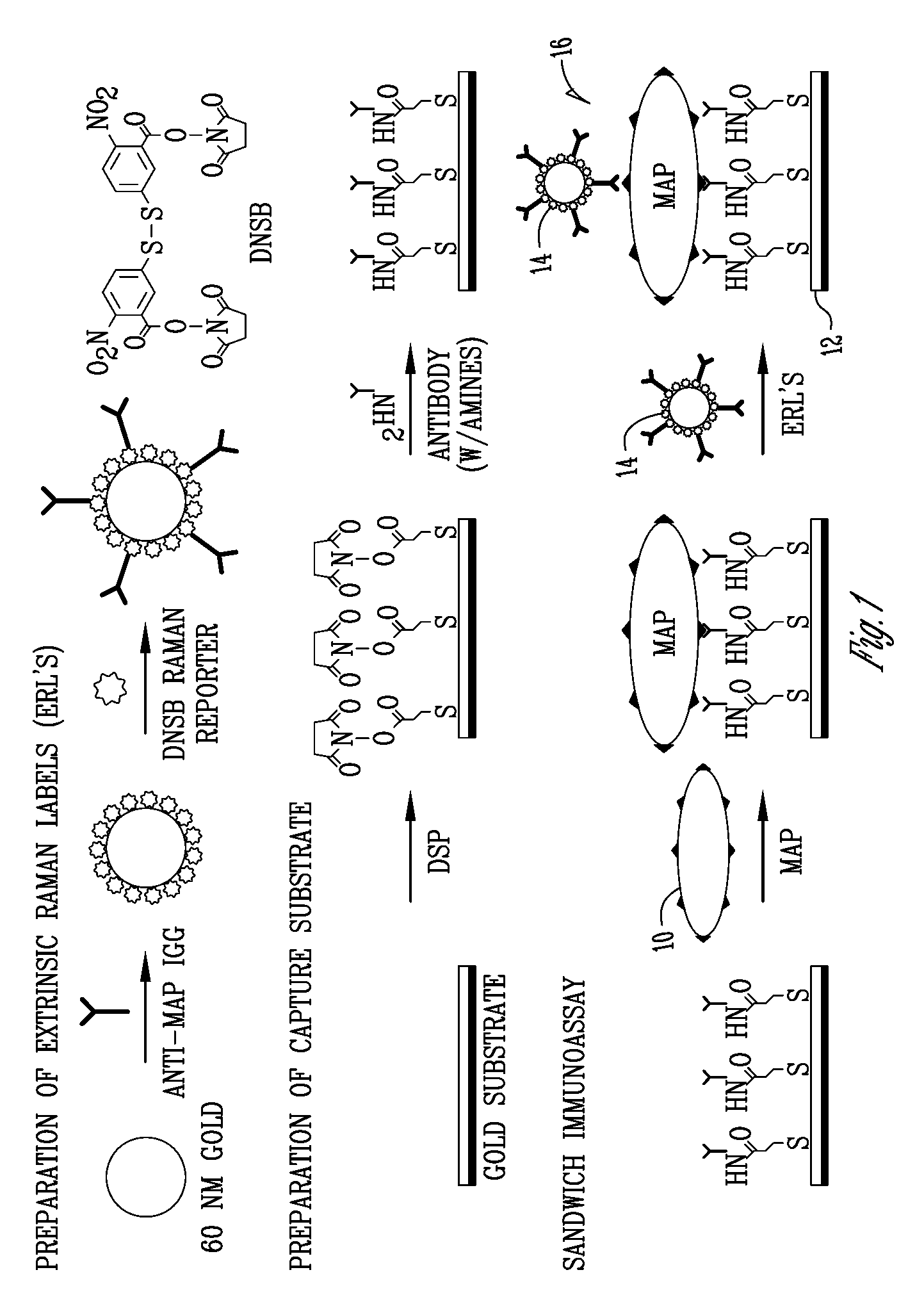 Bioamplification for microbial sensor signal transduction