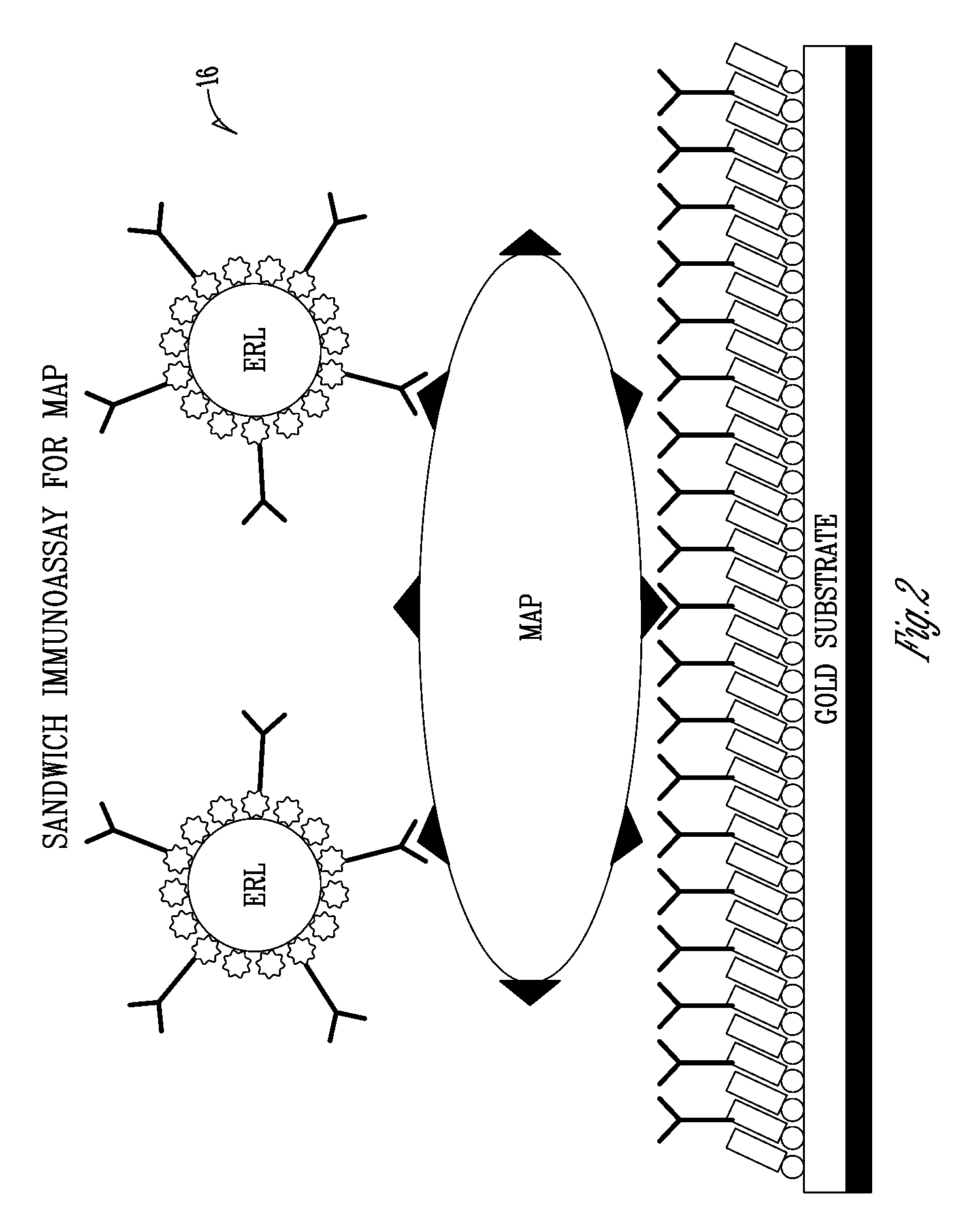 Bioamplification for microbial sensor signal transduction