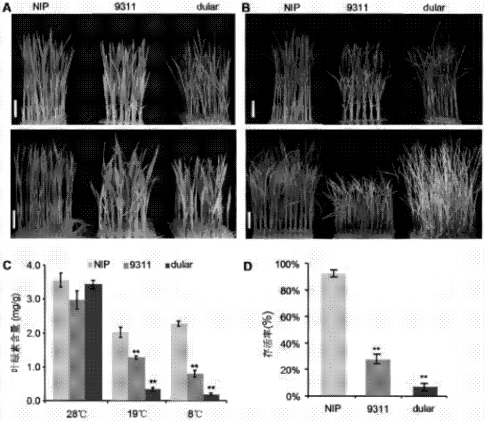 Controlling paddy rice cold-tolerant gene COLD2 and application thereof