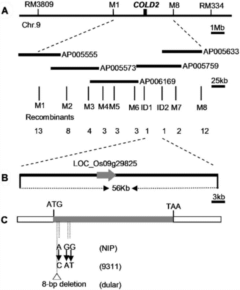 Controlling paddy rice cold-tolerant gene COLD2 and application thereof