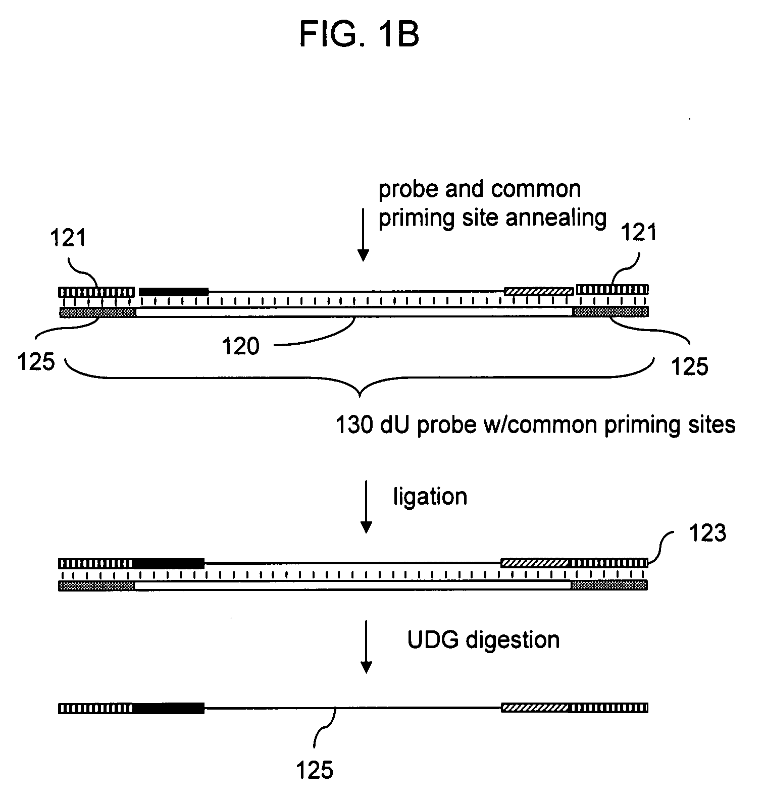 Methods of Analysis of Methylation