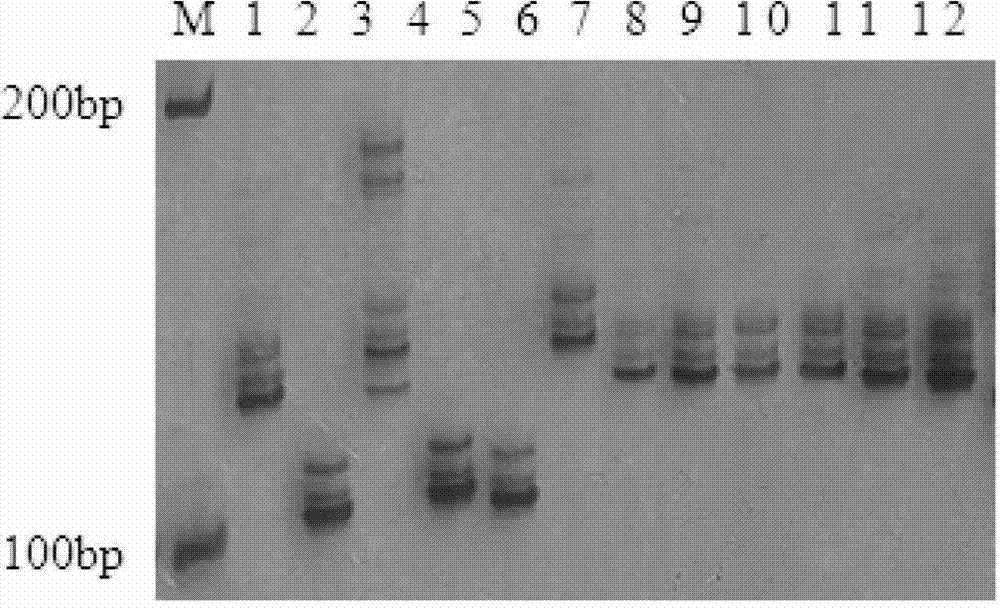 Molecular marker primer combination for polymerization of wide-compatibility fertility site segments of indica-japonica subspecies and application thereof