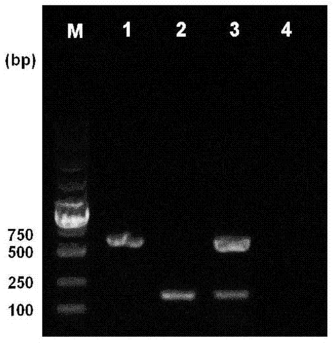 Duplex PCR detection kit and detection method for Listeria monocytogenes and Enterococcus faecium