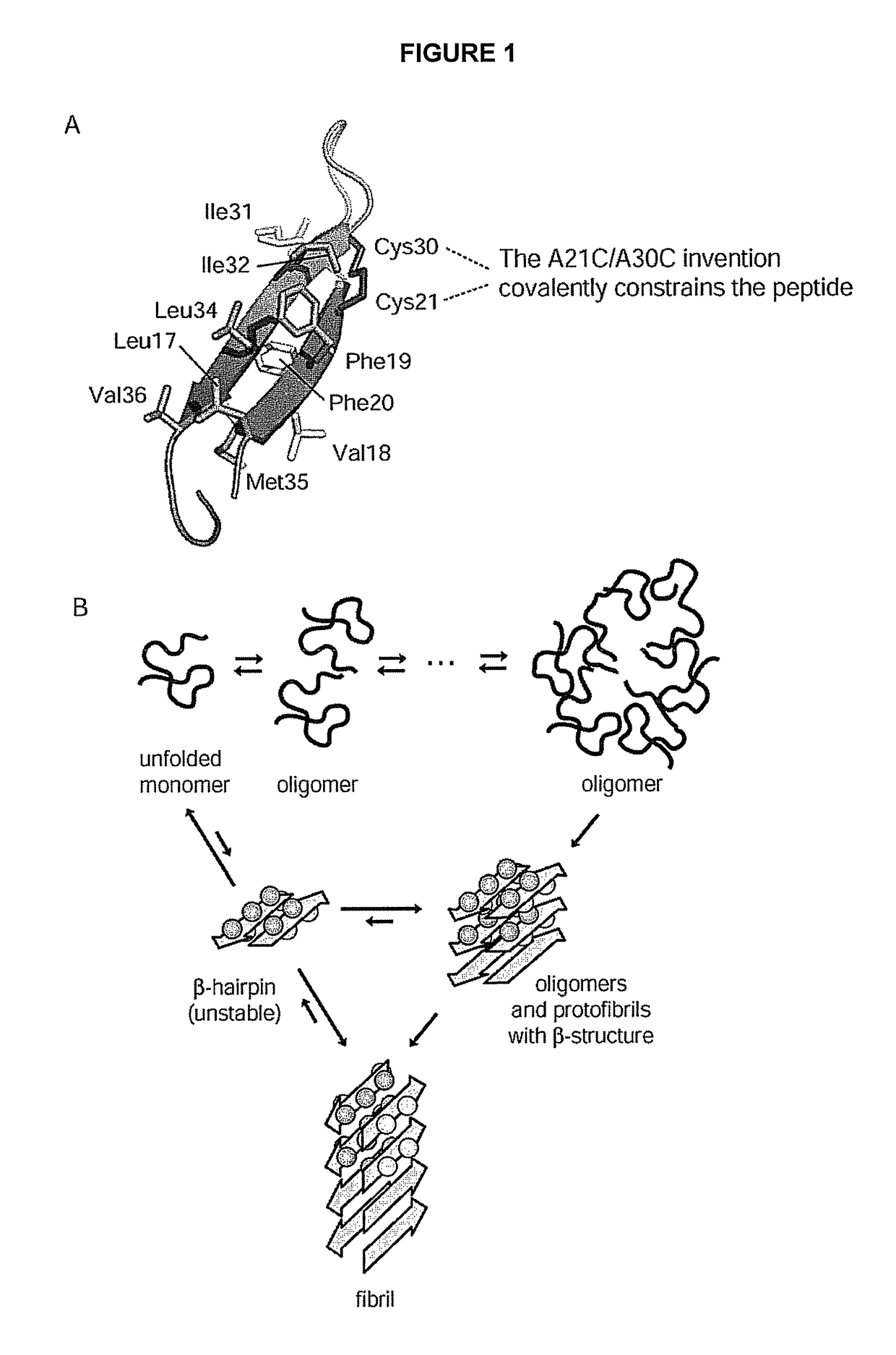 Stable amyloid beta monomers and oligomers