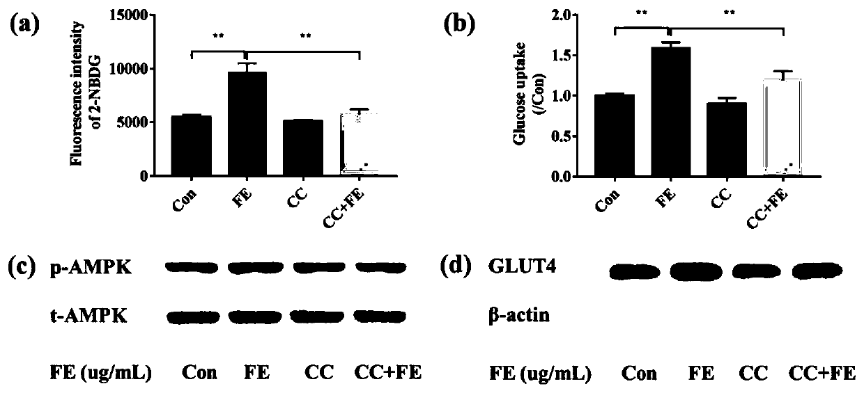 Application of common fenugreek seed extract and extraction method thereof