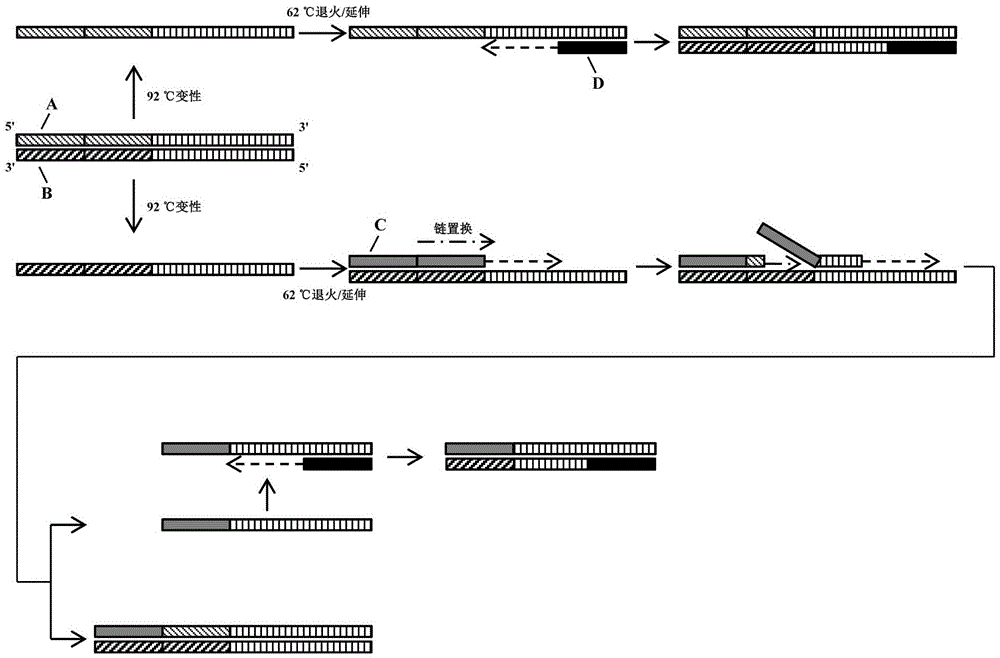 Polymerase chain replacement reaction detection method of candidatus liberibacter asiaticus