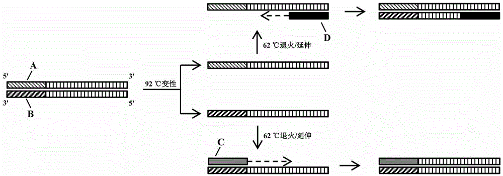 Polymerase chain replacement reaction detection method of candidatus liberibacter asiaticus