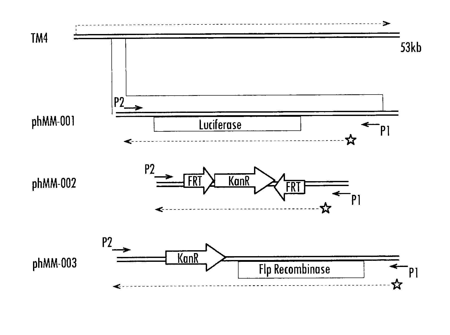 Methods and compositions for determining the pathogenic status of infectious agents