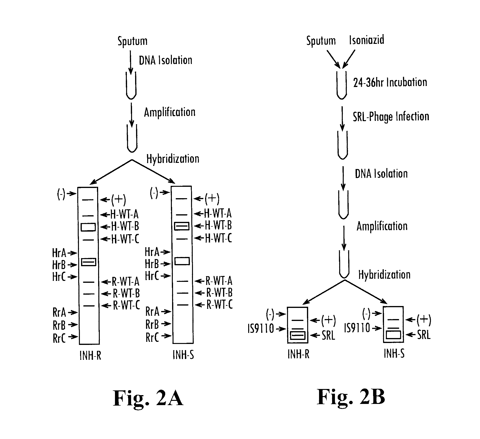 Methods and compositions for determining the pathogenic status of infectious agents