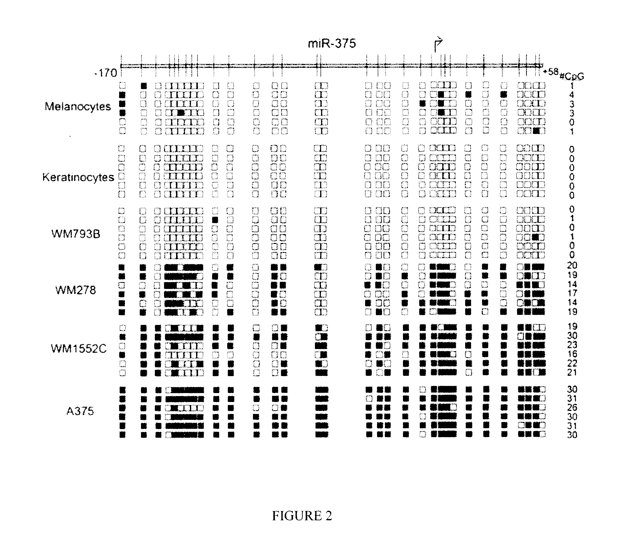 Methylated coding and non-coding RNA genes as diagnostic and therapeutic tools for human melanoma