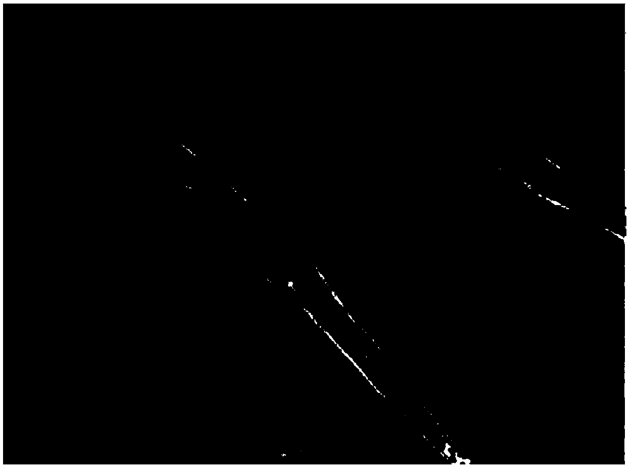 Efficient domestication cultivation method for Phlebopus portentosus strain