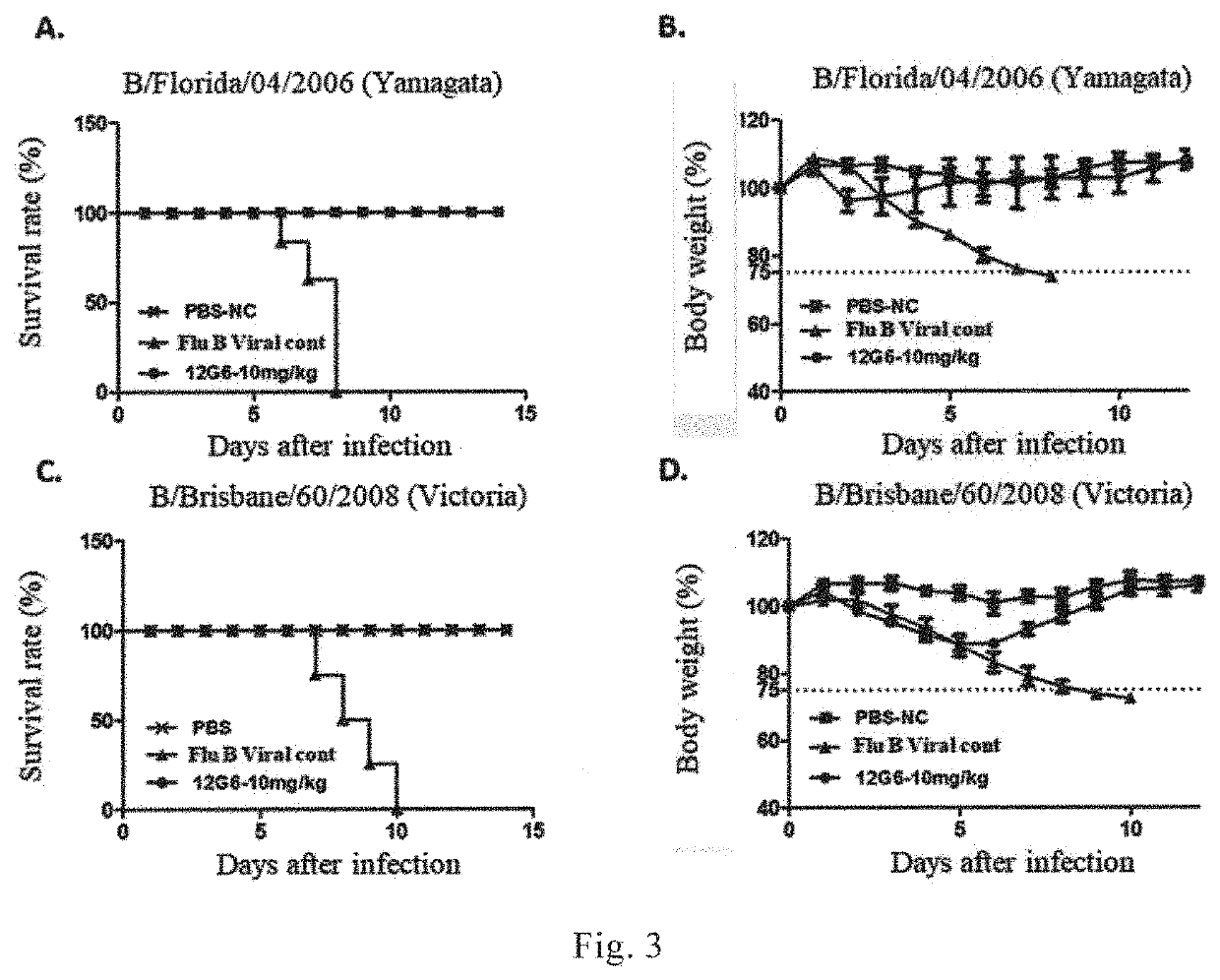 Broad-spectrum monoclonal anti-flu B antibody and uses thereof