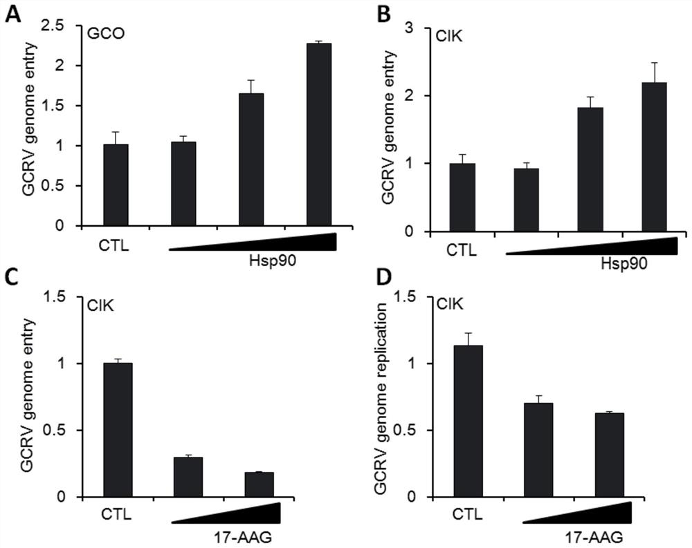 Application of heat shock protein HSP90 inhibitor-tanspiramycin in preparation of medicine for resisting grass carp reovirus