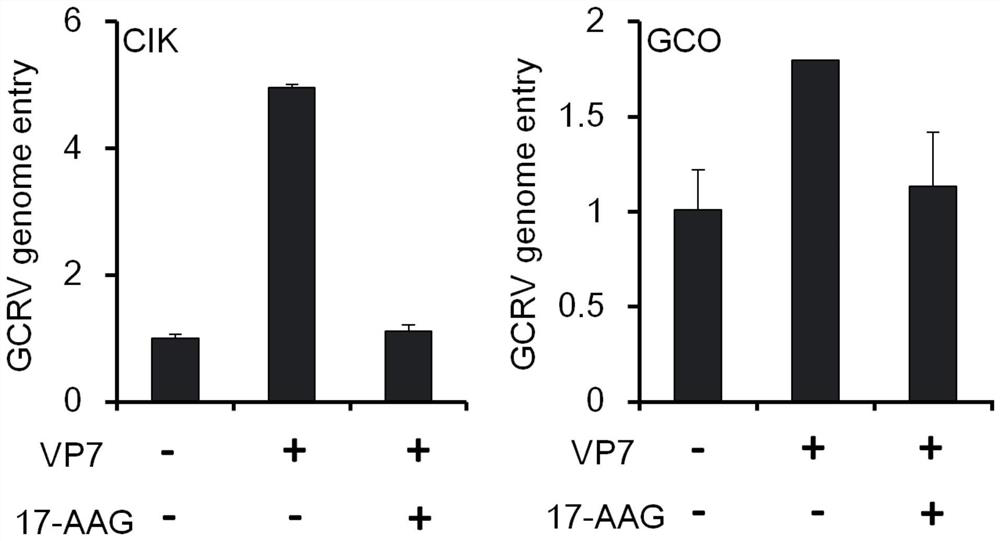 Application of heat shock protein HSP90 inhibitor-tanspiramycin in preparation of medicine for resisting grass carp reovirus