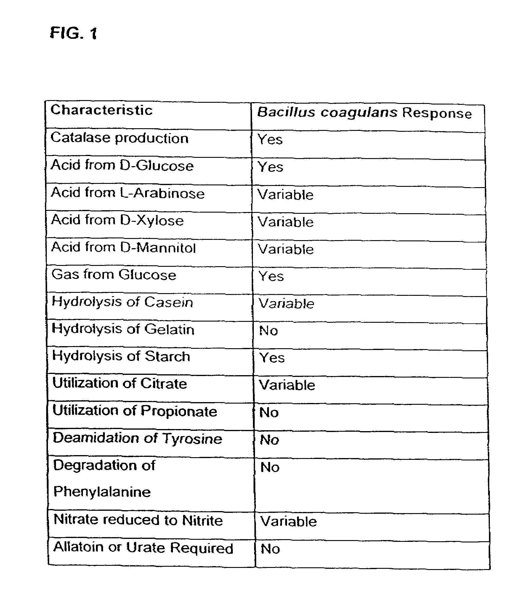 Probiotic, lactic acid-producing bacteria and uses thereof