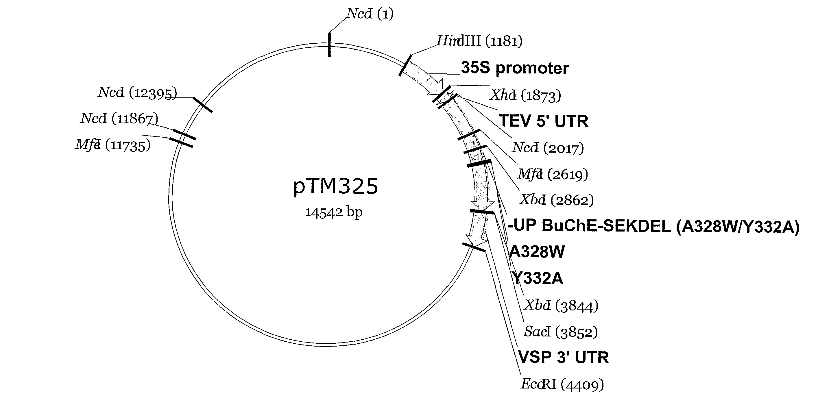 Production and use of human butyrylcholinesterase