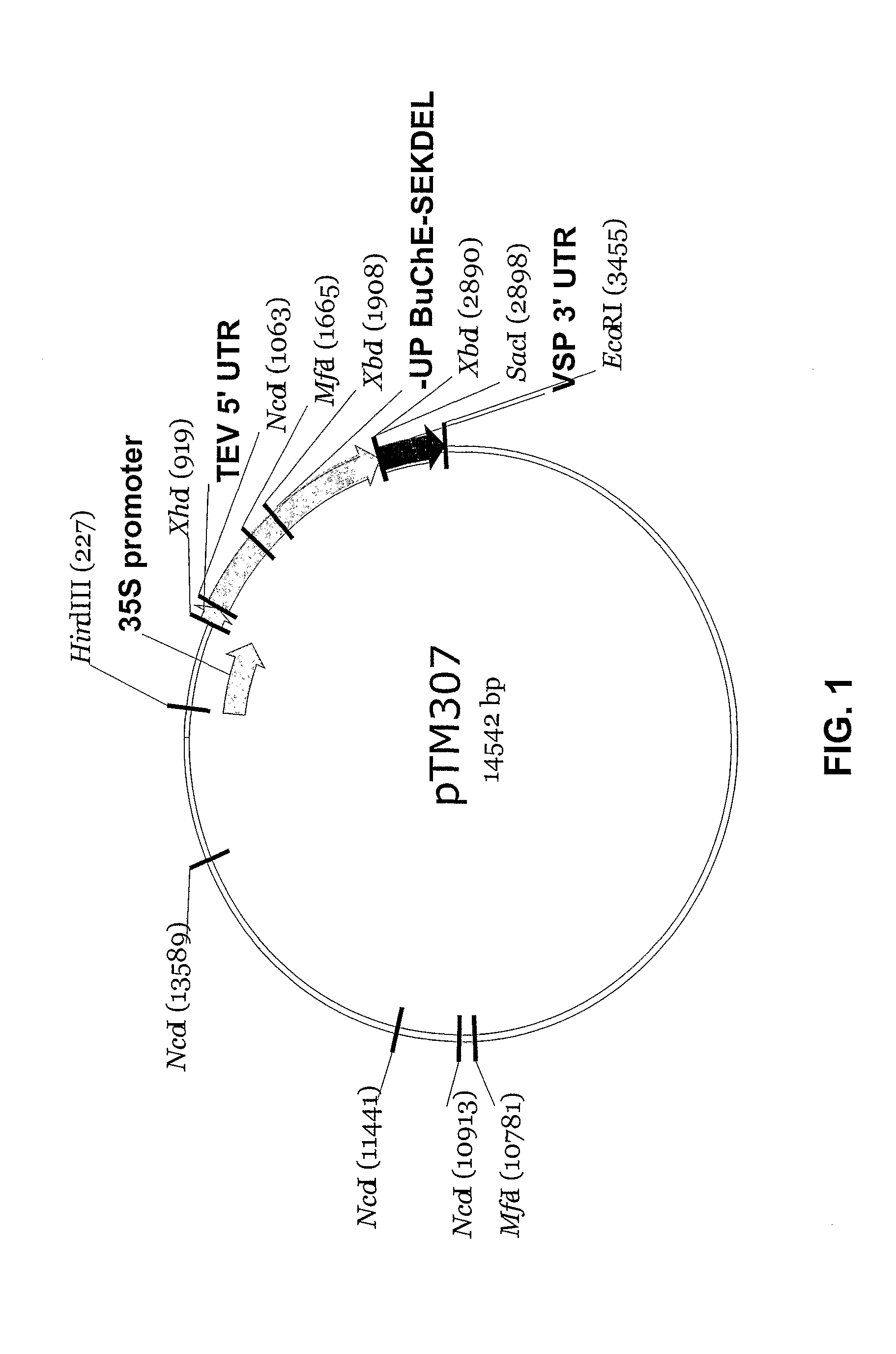 Production and use of human butyrylcholinesterase