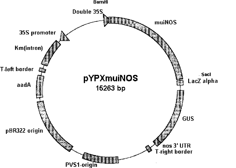 Increase of plants drought resistance by using mouse nitrous oxide synthetase gene