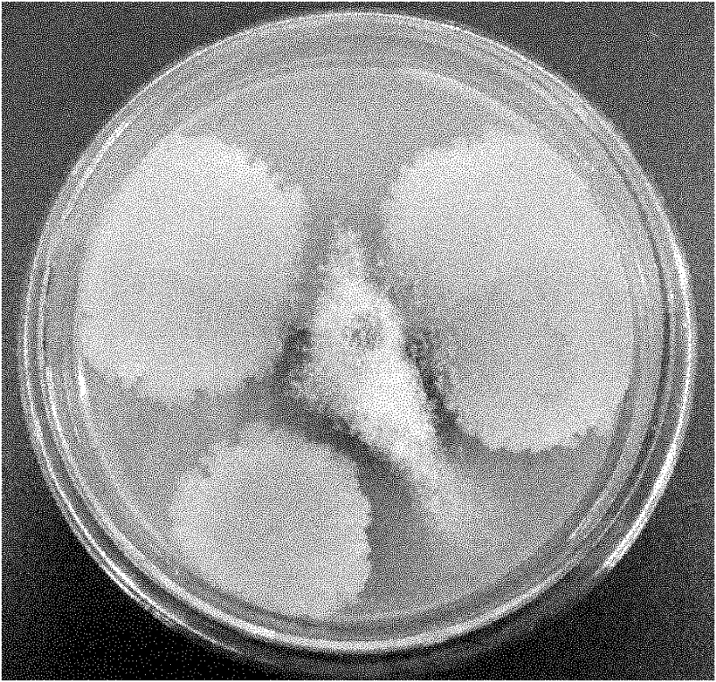 Endophytic antagonistic strain for controlling soft rot of camellia oleifera and application thereof