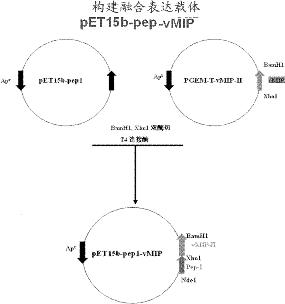 Antiviral fusion protein and application thereof