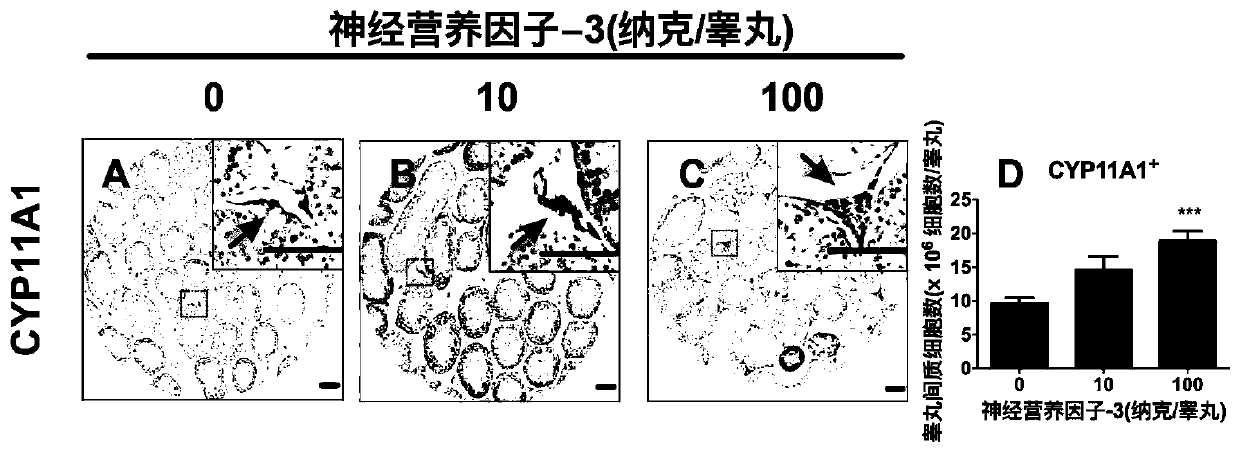 Application of neurotrophic factor 3 in preparation of medicine for treating male hypogonadism