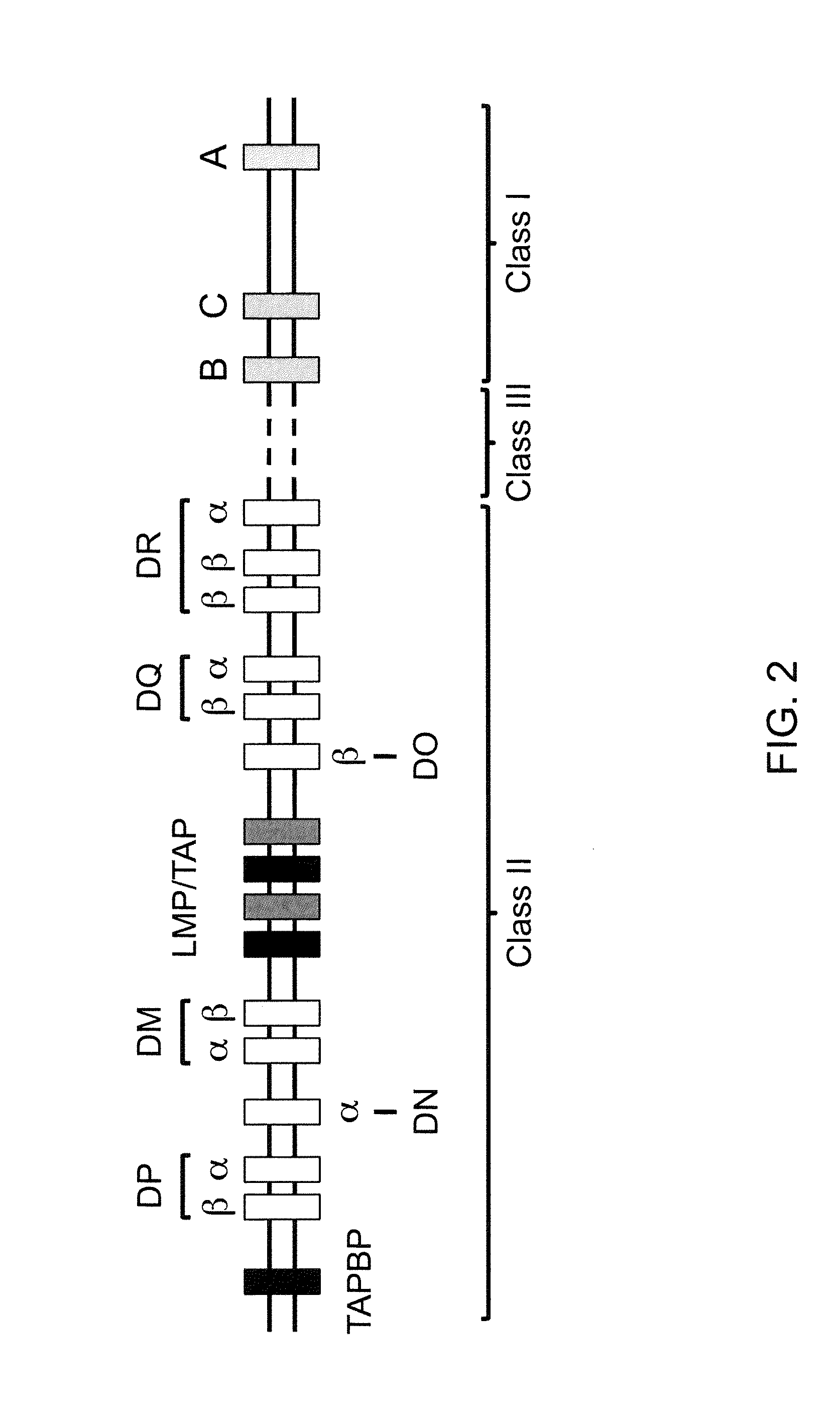 Genetically Modified Major Histocompatibility Complex Animals