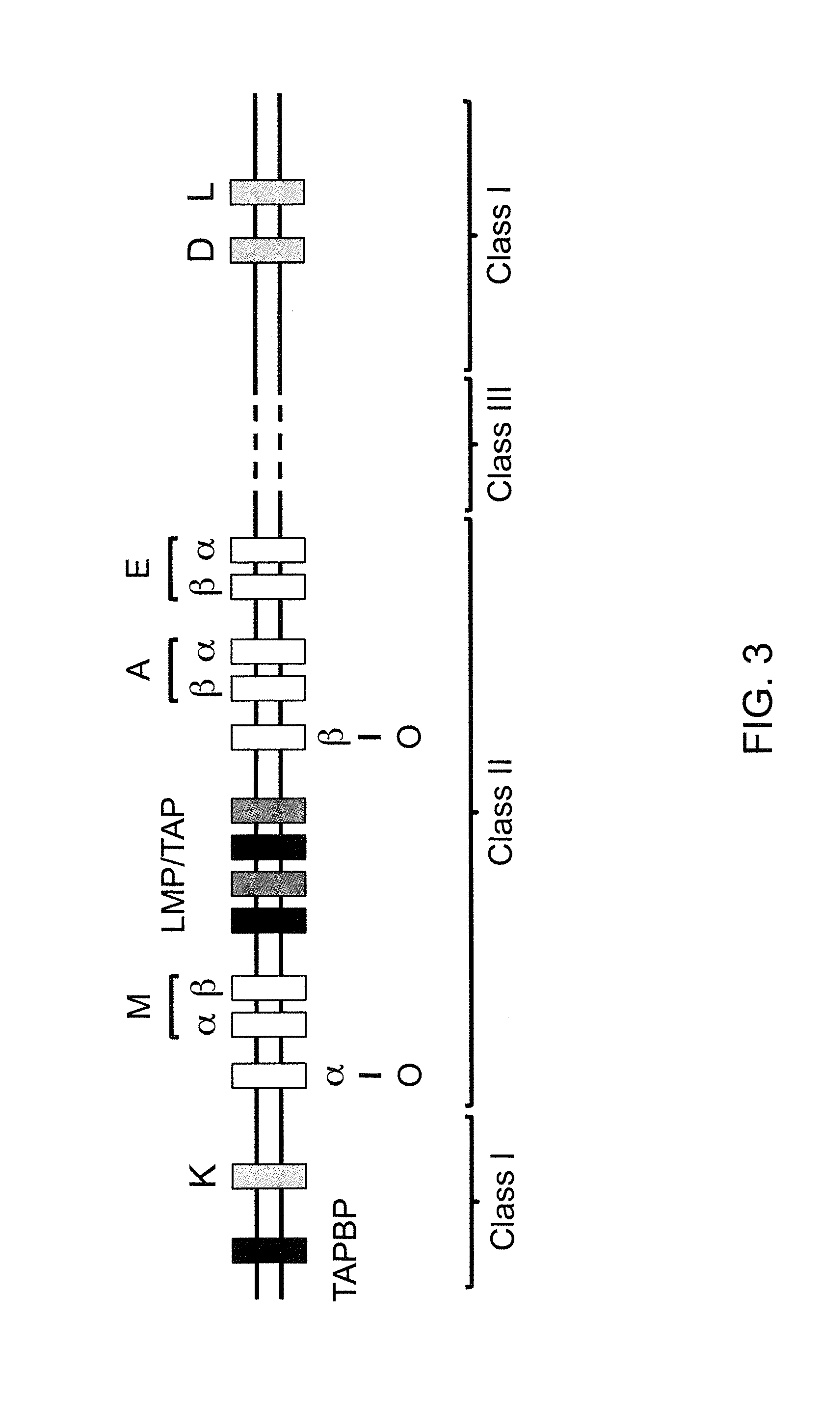 Genetically Modified Major Histocompatibility Complex Animals