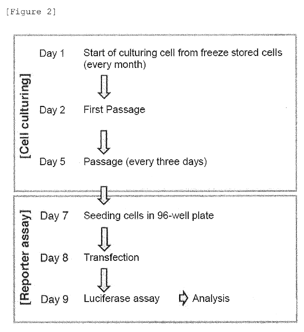 FUSION PROTEIN FOR IMPROVING PROTEIN EXPRESSION FROM TARGET mRNA