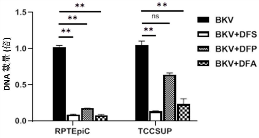 Application of iron chelating agent in preparation of medicine for treating or preventing polyomavirus infection