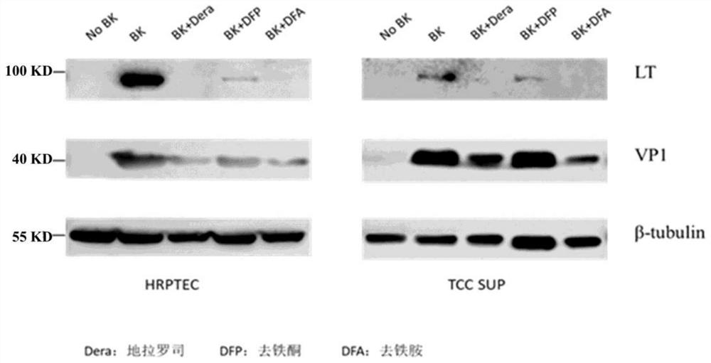 Application of iron chelating agent in preparation of medicine for treating or preventing polyomavirus infection