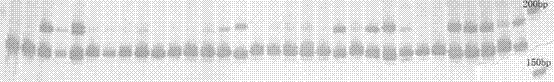 Sebastes schlegeli microsatellite DNA (Deoxyribonucleic Acid) molecular marker