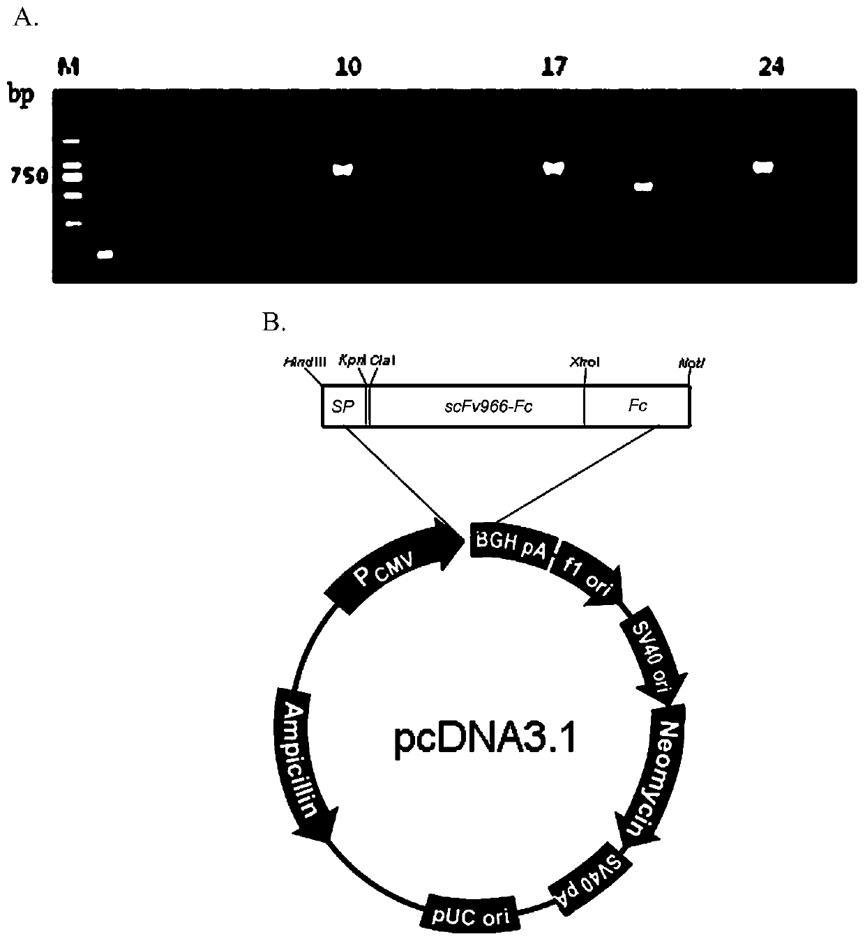 Fully humanized anti-CD20 recombinant antibody