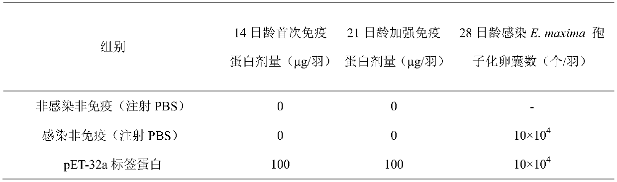 E.maxima nanometer subunit vaccine and preparation method and application thereof