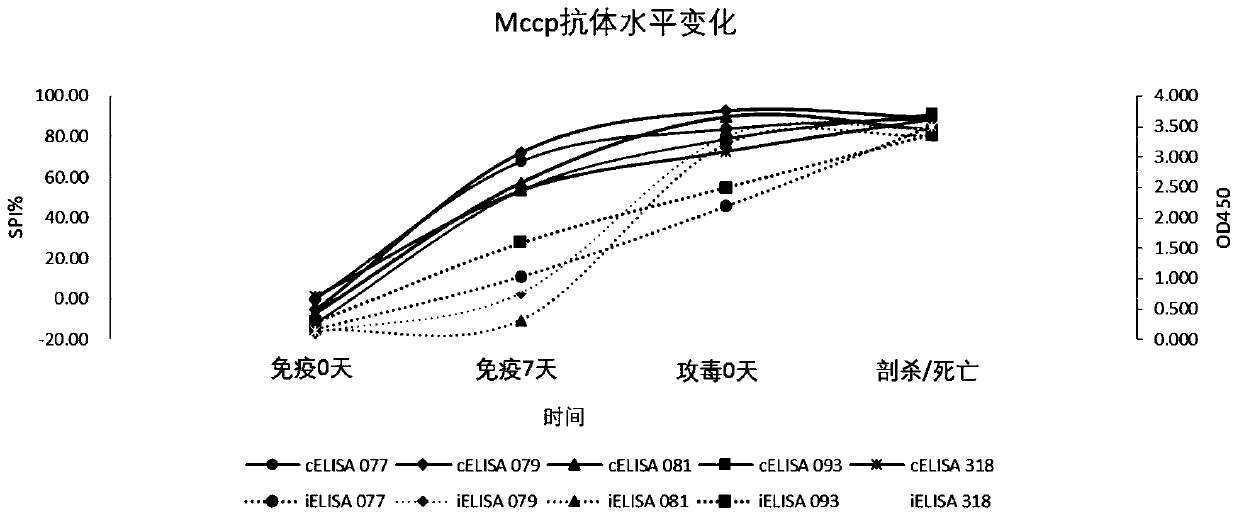 IELISA method for screening mycoplasma ovipneumoniae and mycoplasma capricolum subsp. capripneumoniae serological negative sheep