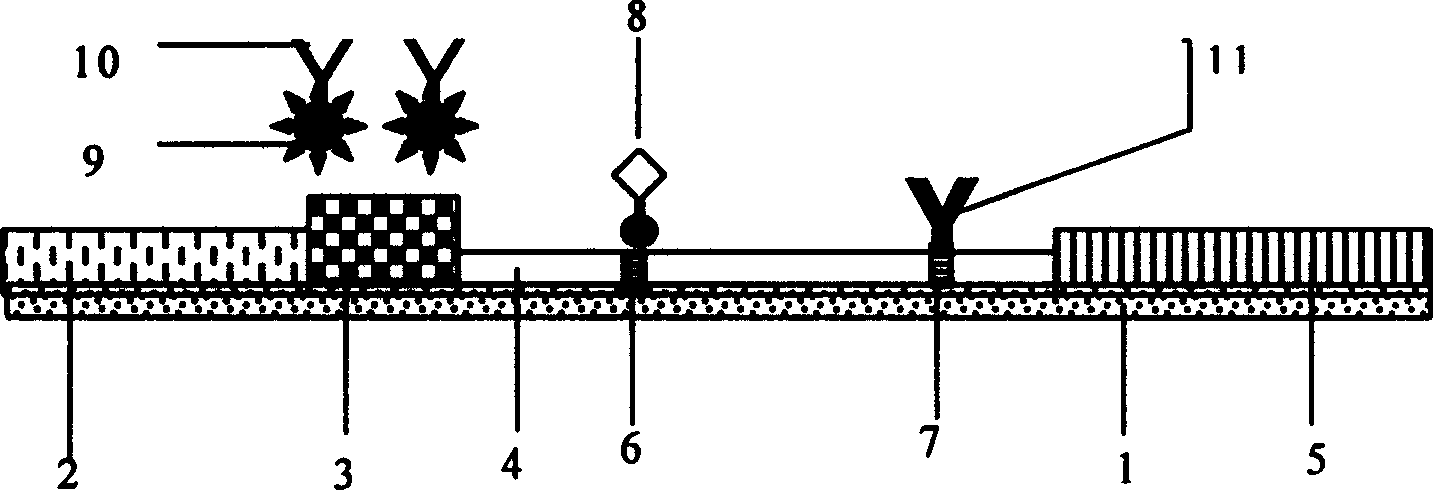 Fabrication method and application for citrinin immune chromatography detection test paper