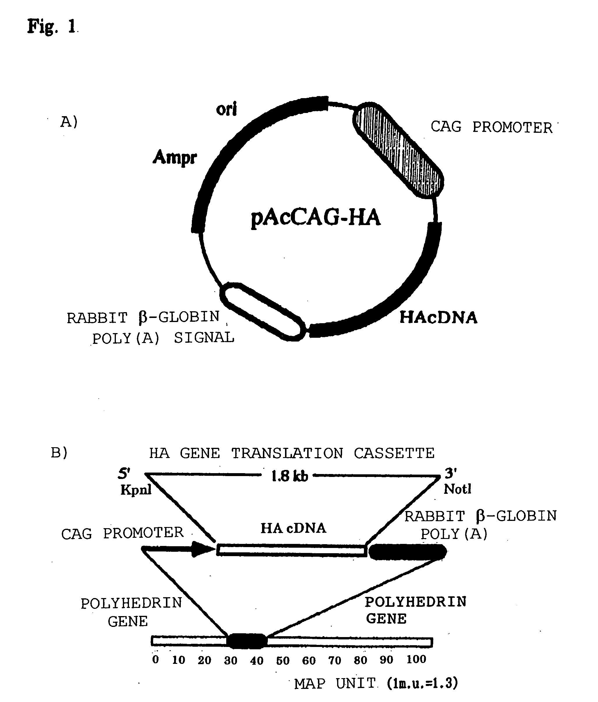 Baculovirus vector vaccine