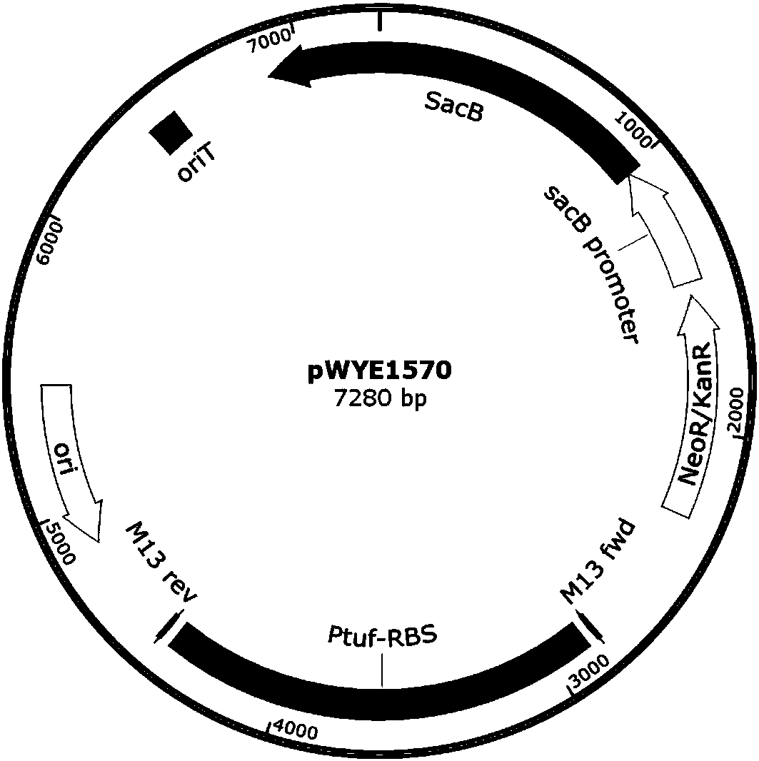 Recombinant bacterium for producing L-histidine, construction method of recombinant bacterium and method of producing L-histidine