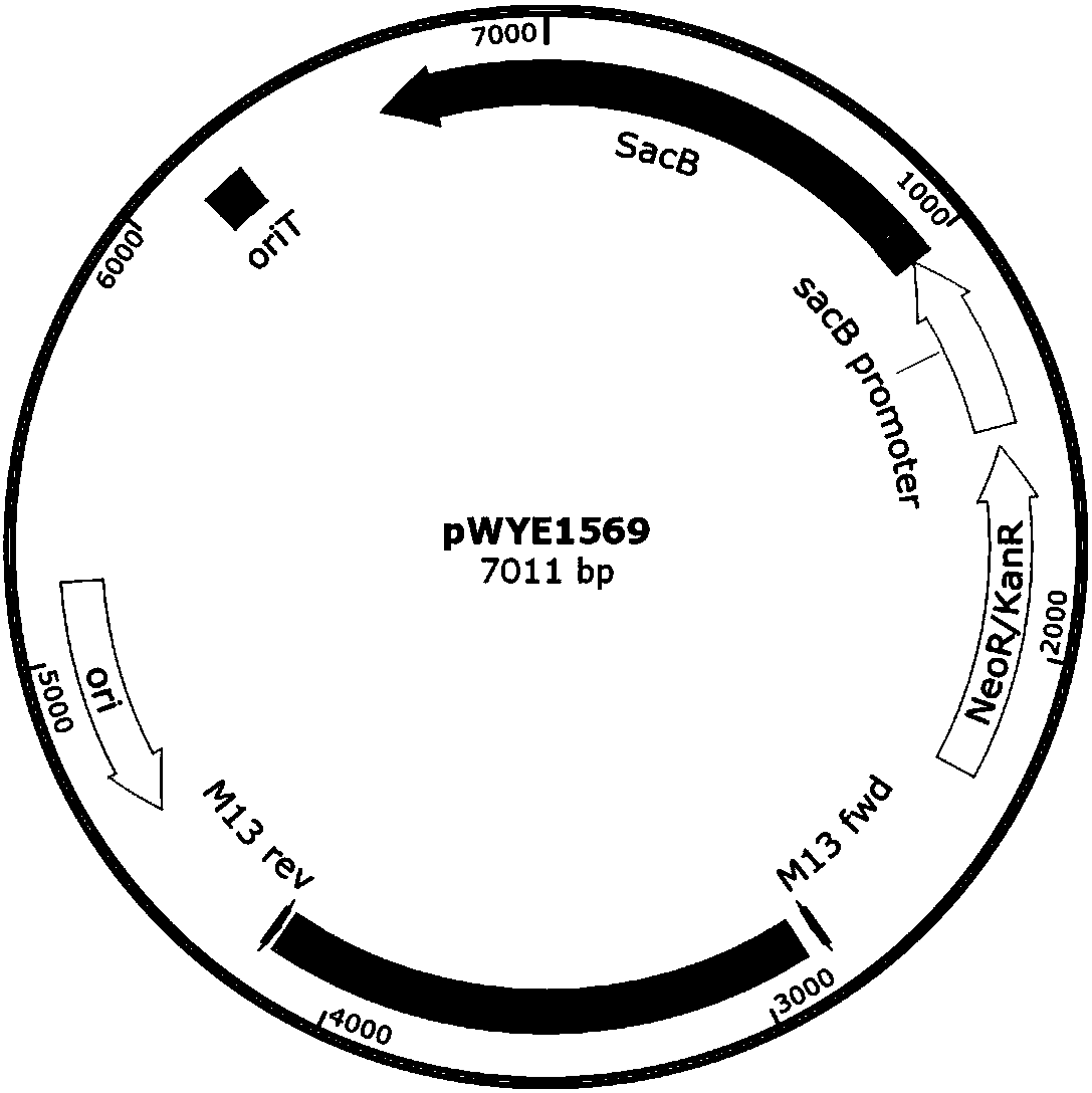 Recombinant bacterium for producing L-histidine, construction method of recombinant bacterium and method of producing L-histidine