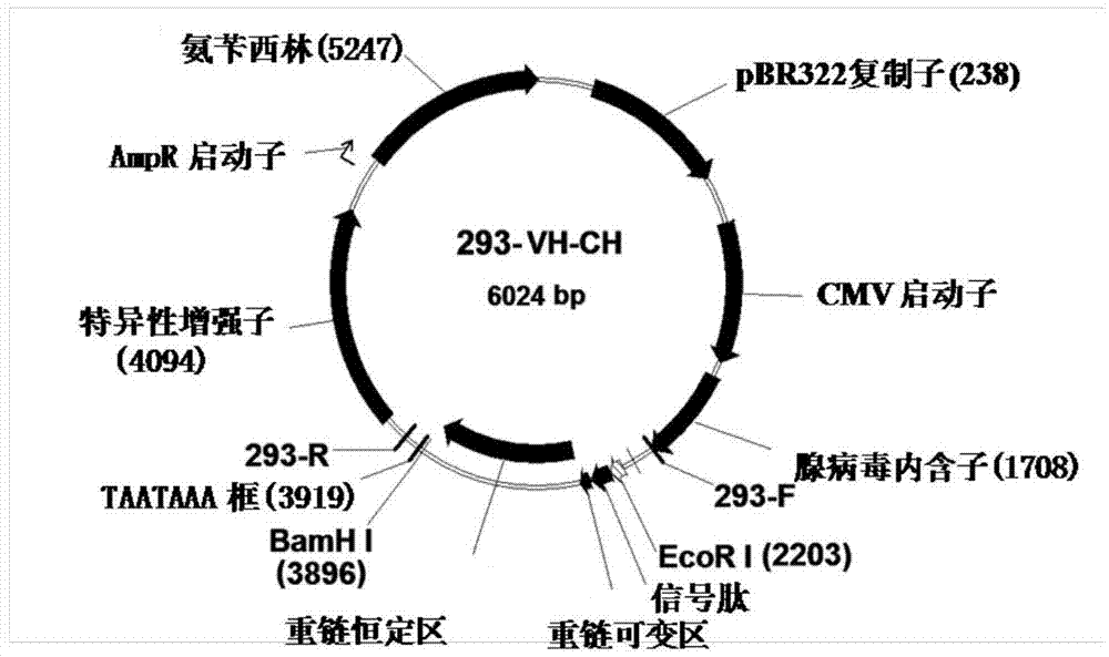 Fully humanized HER2 antibody as well as encoding gene and application of antibody