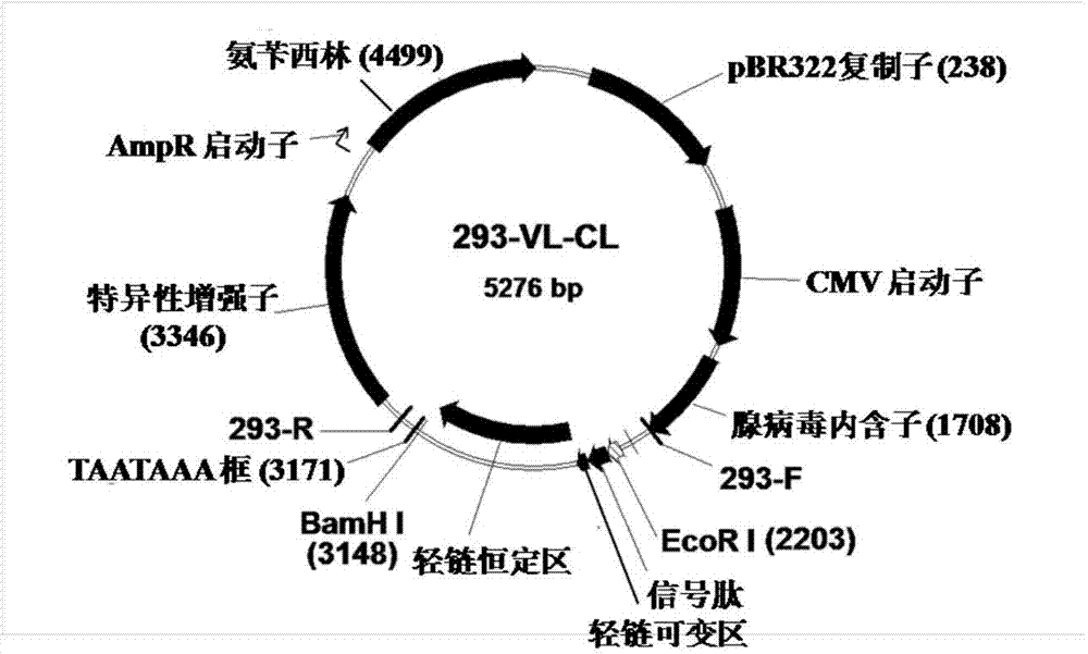 Fully humanized HER2 antibody as well as encoding gene and application of antibody